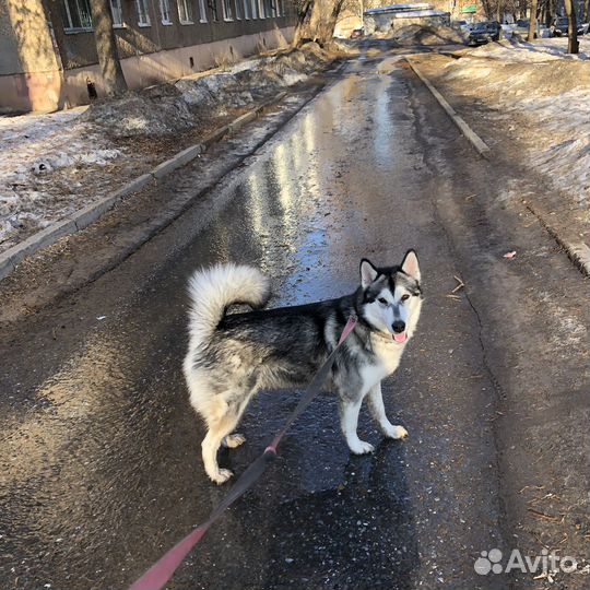 Аляскинский маламут