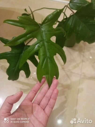 Филодендрон гитаровидный