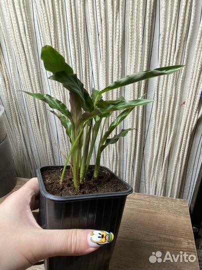 Комнатные растения