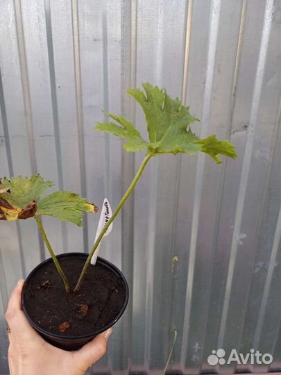 Бузульник пальматилоба