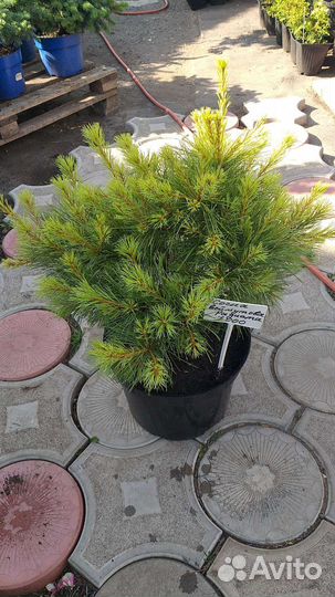 Красивые хвойные