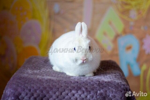 Илон, кролик минор, белый г.гл., мальчик