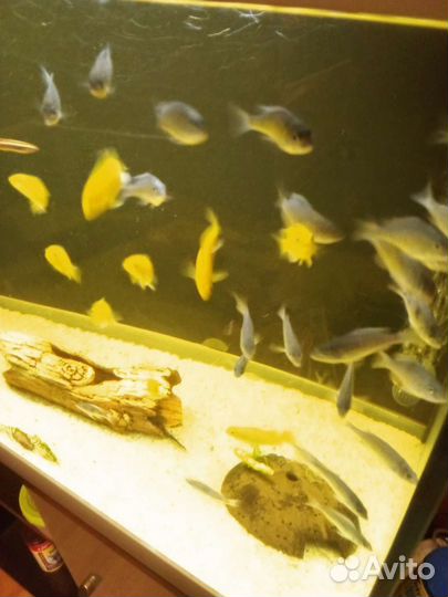 Малавийские цихлиды