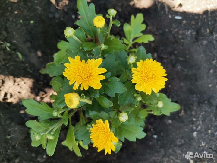 Хризантема