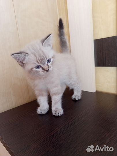 Котенок мальчик