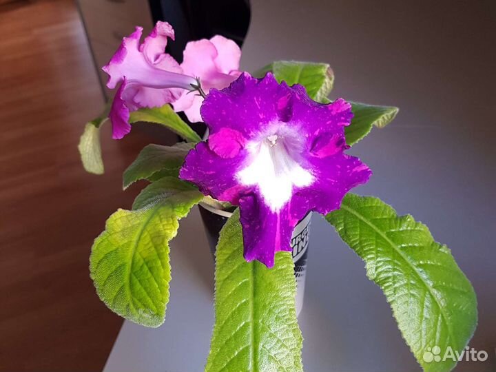 Стрептокарпус молодое растение (черенок)