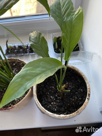 Лилия, спатифиллум