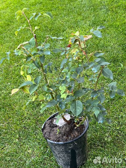 Английские розы