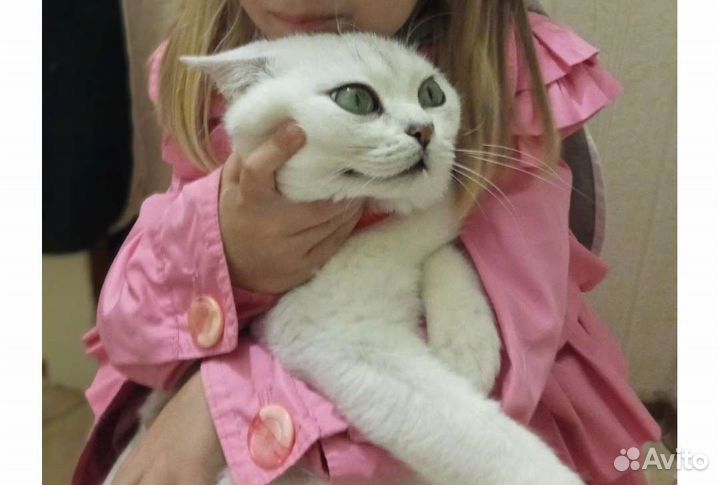 Британский кот вязка