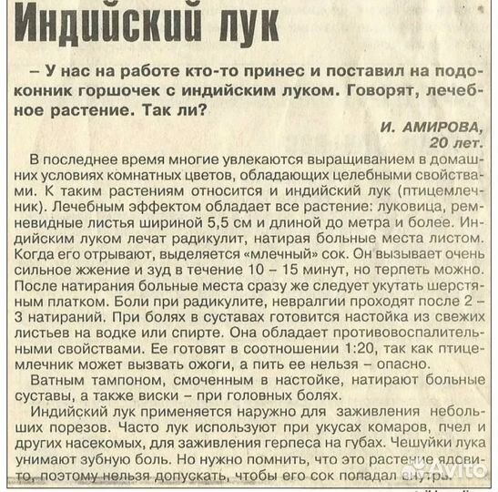Индийский лук