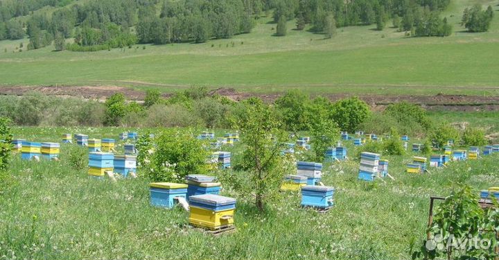 Мед оптом / черноклёновый