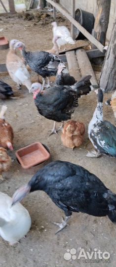 Индюки и петух молодые крупные