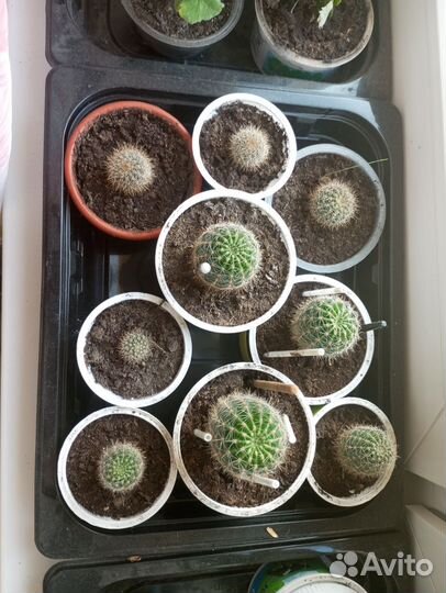 Большой цветущий кактус