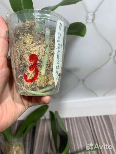 Орхидея Mainshow Zheng Min Anaconda CL-01