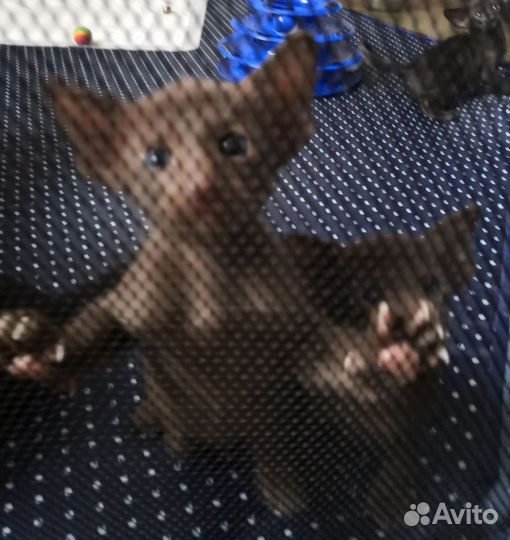 Ориентальные котята