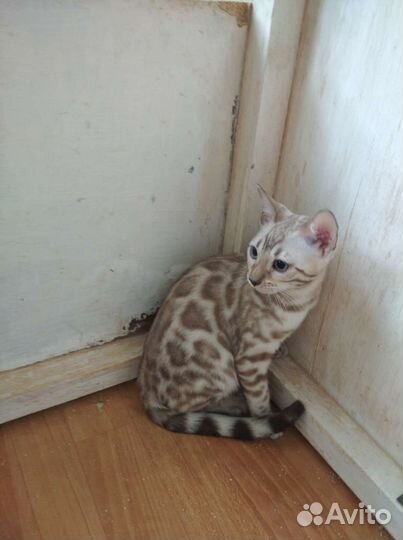 Бенгальские котята
