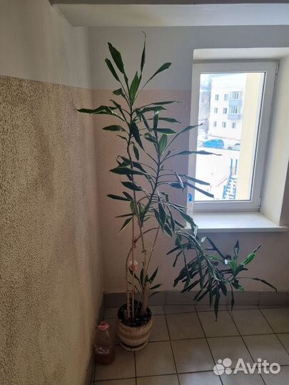 Пальма драцена большая