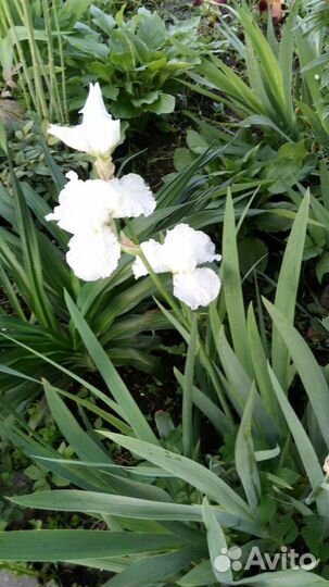 Ирисы бородатые