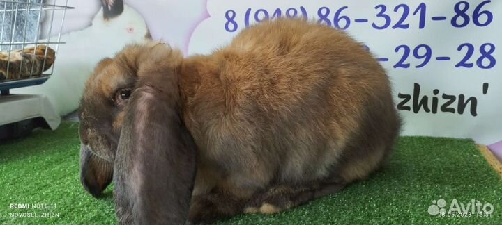 Кролики, мясо кролика(и копченое тож)