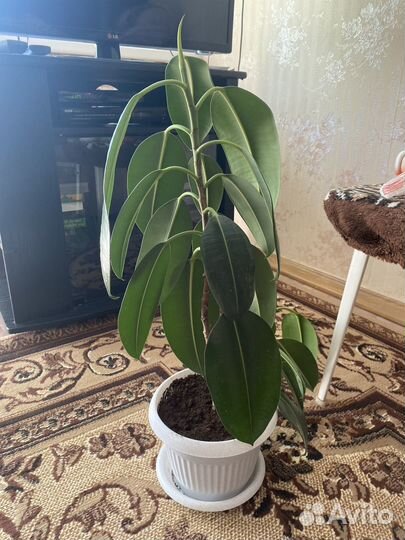 Фикус