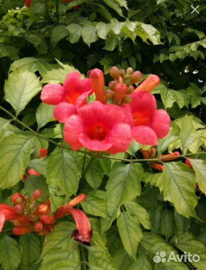 Вейгела, кампсис, лилии