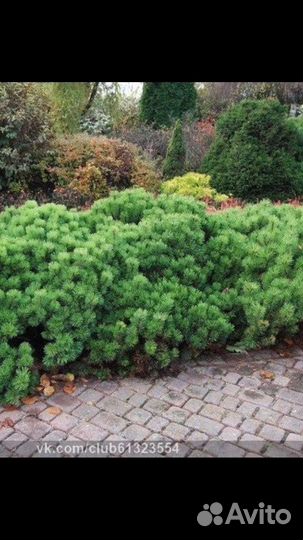 Сосна горная пумилио,туя смагард