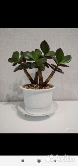 Крассула толстянка