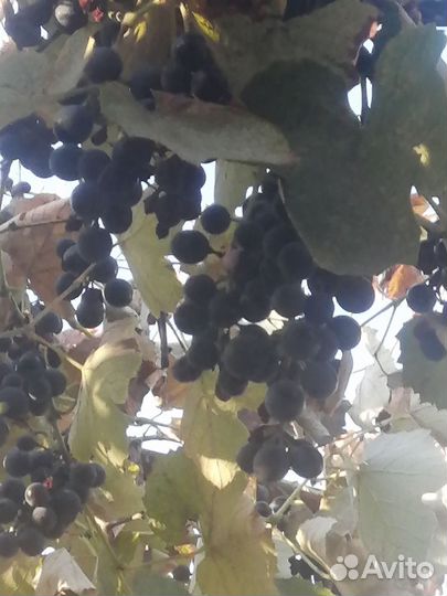 Виноград на вино