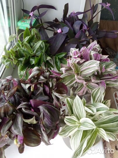 Традесканция