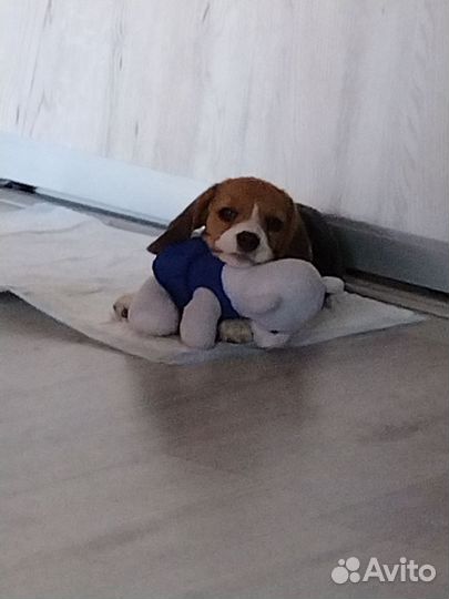 Бигль в добрые руки