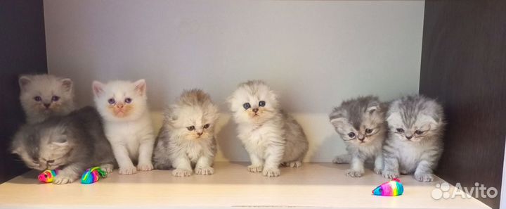 Шотландские котята