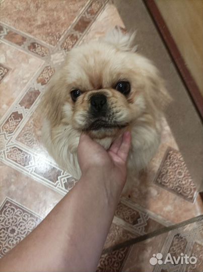 Вязка пекинес