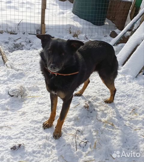 Собака Люся