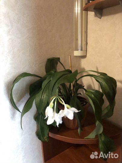 Комнатные растения цветы