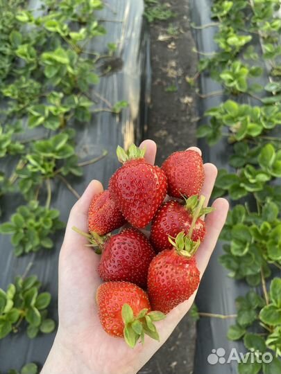 Рассада клубники Альба