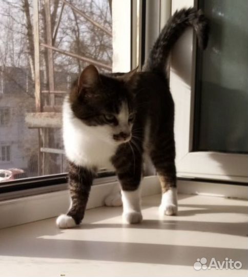 Замечательный кот Маркиз