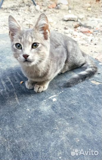 Кошки в добрые руки