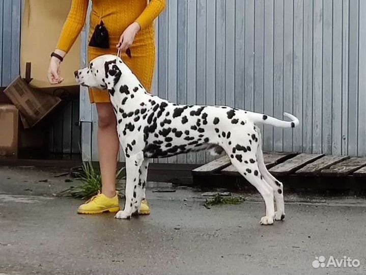 Далматин вязка