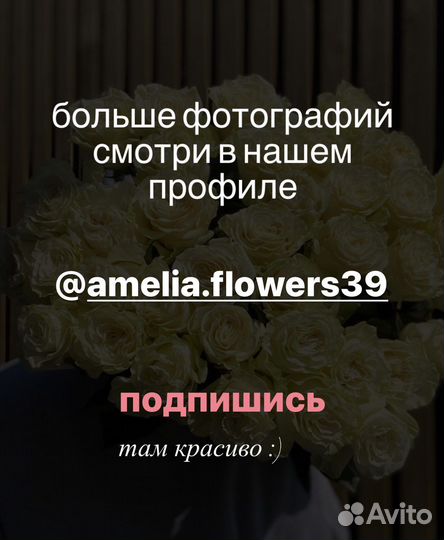 Алые розы 70 см Эквадор