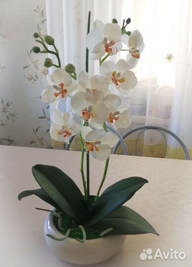 Орхидея фаленопсис