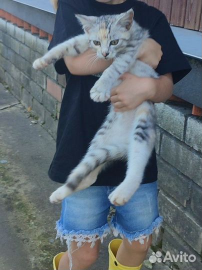 Котёнок девочка