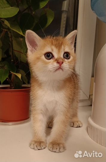 Шотландские котята драгоценных окрасов