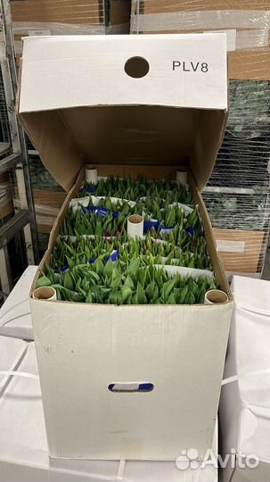 Яркие Тюльпаны