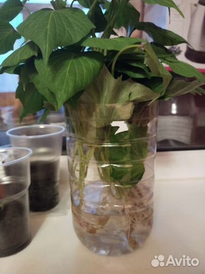 Батат рассада