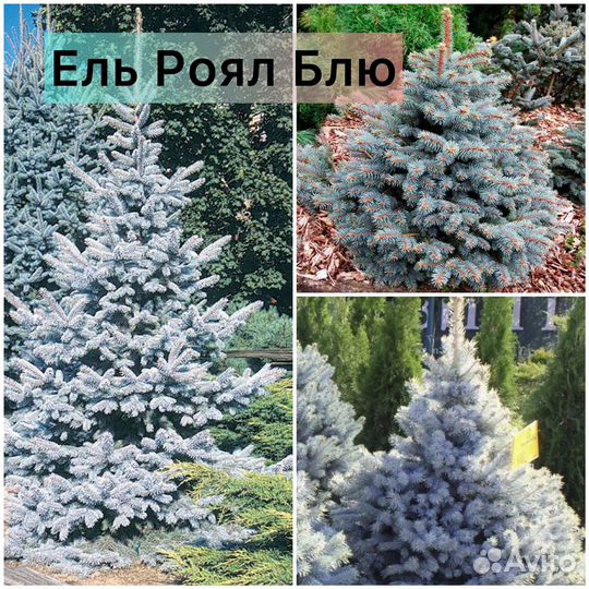 Ель голубая Маджестик Блю, Роял Блю