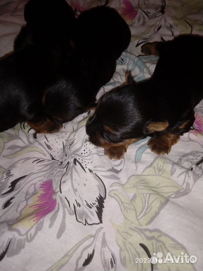 Йоркширский терьер