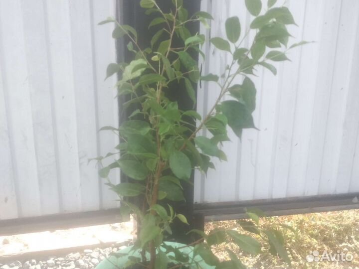 Фикус большой