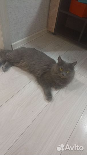 Британец в добрые руки