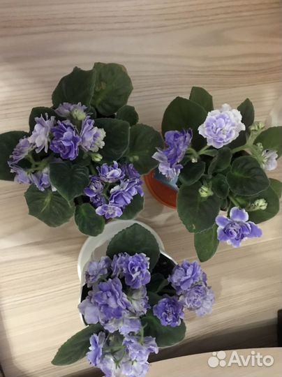 Фиалка,алоэ, пеперомия, комнатные цветы