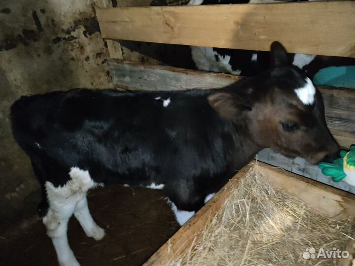 Телёнок 2 месяца